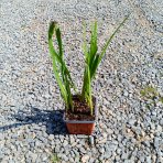 Montbrécia (Crocosmia) ´CARMINE BRILLIANT´- kont. P9/P11