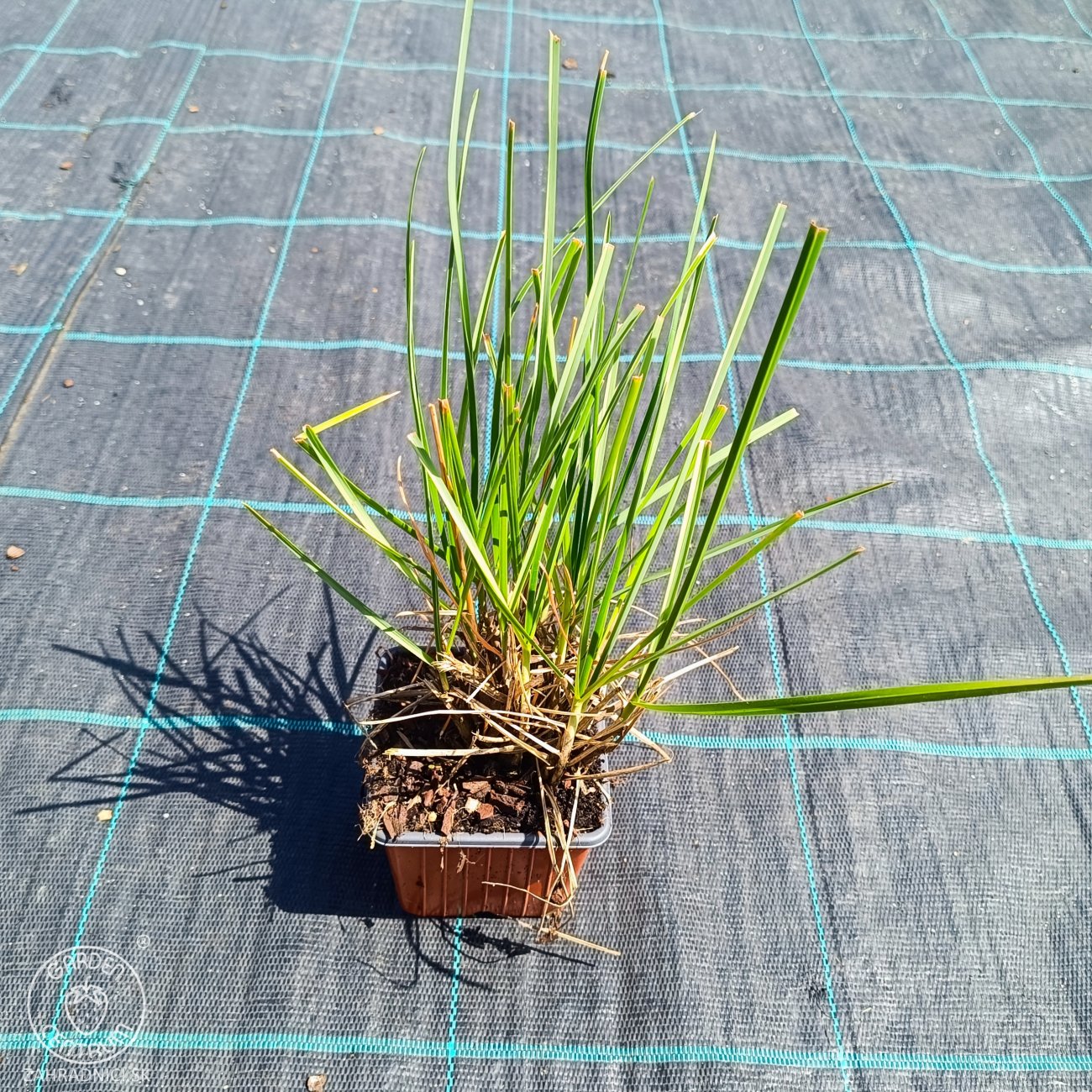Obrázok Ostrevka dlhosteblová (Miscanthus sinensis) ‘BLUE PORCUPINE’® - kont. P9/P11