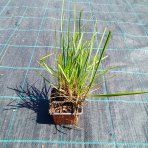Ostrevka dlhosteblová (Miscanthus sinensis) ‘BLUE PORCUPINE’® - kont. P9/P11