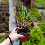 Ostrevka dlhosteblová (Miscanthus sinensis) ‘BLUE PORCUPINE’® - kont. P9/P11