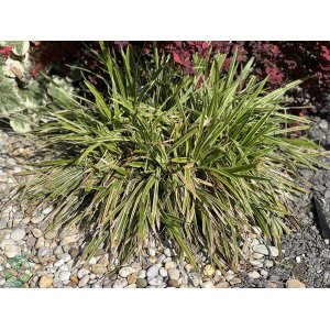 Ostrica japonská (Carex morrowii) ´VANILLA ICE´ kont. C2L
