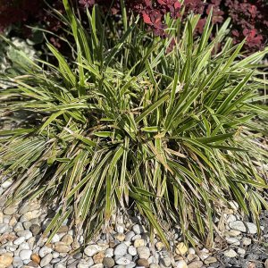 Ostrica japonská - Carex morrowii ´VANILLA ICE´, kont. C2L