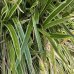Ostrica japonská - Carex morrowii ´VANILLA ICE´, kont. C2L