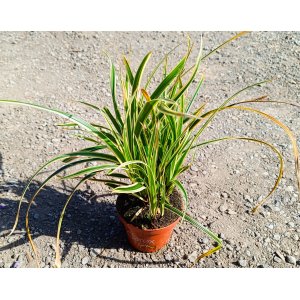 Ostrica japonská (Carex morrowii) ‘GOLDBAND’ - kont. P11