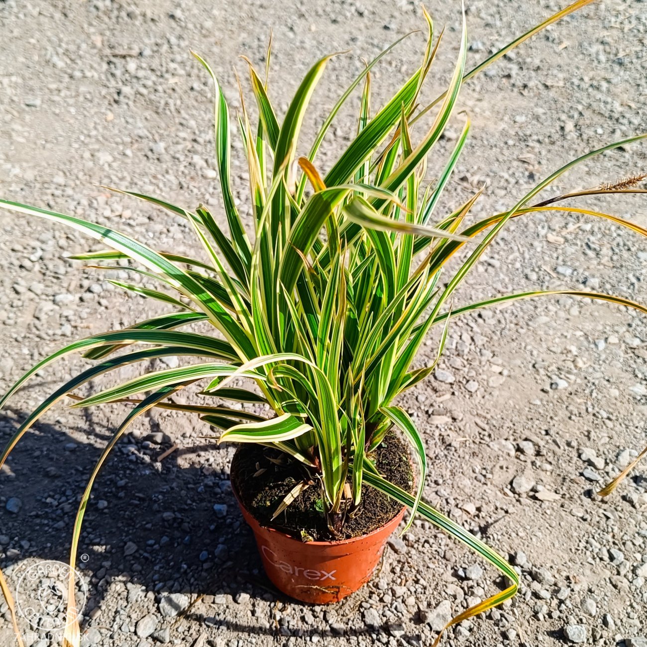 Obrázok Ostrica japonská (Carex morrowii) ‘GOLDBAND’ - kont. P11
