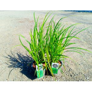 Ostrica Grayova (Carex grayi) – kont. C2L