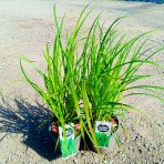 Ostrica Grayova (Carex grayi) – kont. C2L