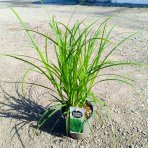 Ostrica Grayova (Carex grayi) – kont. C2L