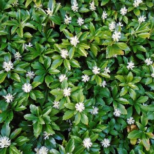 Pachysandra vrcholová (Pachysandra Terminalis) ´GREEN CARPET´, kont. P9