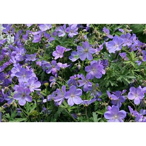 Pakosť (Geranium pratense) ´JOHNSON´S BLUE´ kont. P9