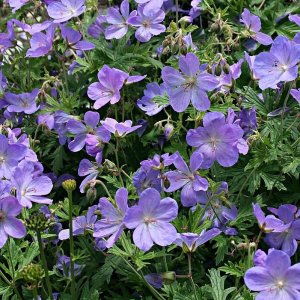 Pakosť (Geranium pratense) ´JOHNSON´S BLUE´, kont. P9