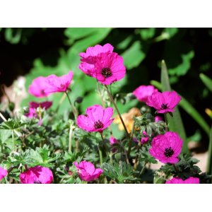Pakost (Geranium subcaulescens) - kont. P11