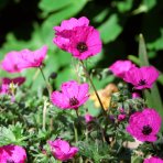 Pakost (Geranium subcaulescens) - kont. P11