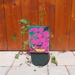 Pakost (Geranium subcaulescens) - kont. P11