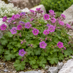 Pakost (Geranium subcaulescens) - kont. P11