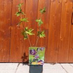 Pakost hnedočervený (Geranium phaeum) ´RAVEN´ - kont. P11