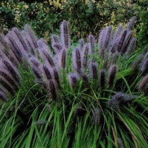 Perovec - Pennisetum ´BLACK BEAUTY´, kont. C1.5L