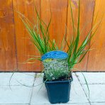 Perovec psiarkovitý (Penisetum alopecuroides) ´HAMELN´ kont. P9