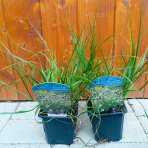 Perovec psiarkovitý (Penisetum alopecuroides) ´HAMELN´ kont. P9