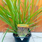 Perovec psiarkovitý (Pennisetum alopecuroides) ´BLACK BEAUTY´ - kont. C1L
