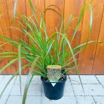 Perovec psiarkovitý (Pennisetum alopecuroides) ´BLACK BEAUTY´ - kont. C1L
