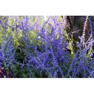 Perovskia (Perovskia atriplicifolia) ´SILVERY BLUE´® kont. C1.5L