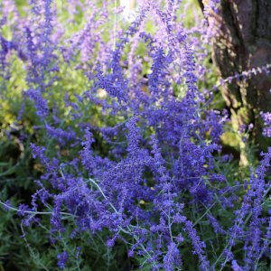 Perovskia (Perovskia atriplicifolia) ´SILVERY BLUE´®, kont. C1L