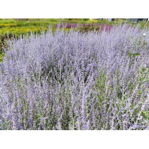 Perovskia (Perovskia atriplicifolia) ´LITTLE SPIRE´ kont. C1L