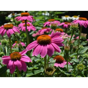 Echinacea purpurová (Echinacea purpurea) ´WILD BERRY´ kont. C1.5L