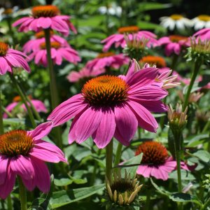 Echinacea purpurová (Echinacea purpurea) ´WILD BERRY´, kont. C1.5L