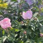 Pivónia bylinná (Paeonia) ´MME EMILE DEBATENE´, kont. C2L