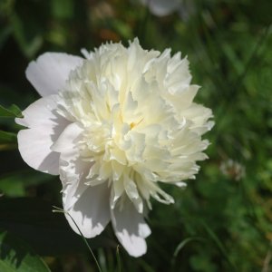 Pivónia čínska (Paeonia lactiflora) ´DUCHESSE DE NEMOURS´, kont. C2L