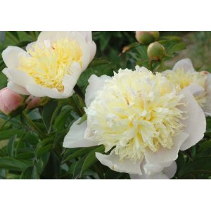 Pivónia čínska (Paeonia lactiflora) ´DUCHESSE DE NEMOURS´ kont. C1L