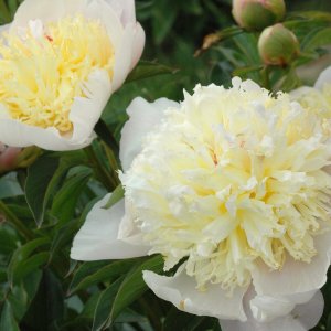 Pivónia čínska (Paeonia lactiflora) ´LAURA DESSERT´, kont. C2L