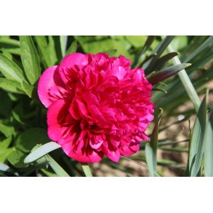 Pivónia bylinná (Paeonia) ´KARL ROSENFIELD´, kont. C2L