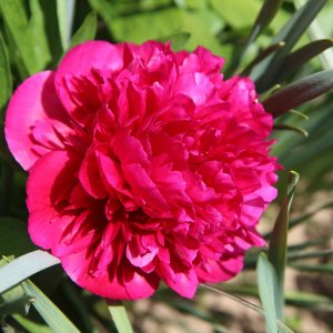 Pivónia bylinná (Paeonia) ´KARL ROSENFIELD´, kont. C2L