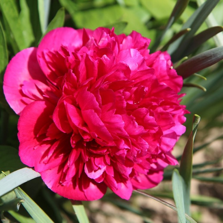 Pivónia bylinná (Paeonia) ´KARL ROSENFIELD´ kont. C2L