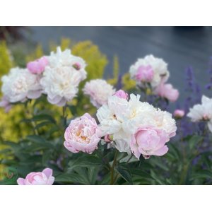 Pivónia bylinná (Paeonia) ´MME EMILE DEBATENE´ kont. C1L