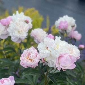 Pivónia bylinná (Paeonia) ´MME EMILE DEBATENE´, kont. C2L