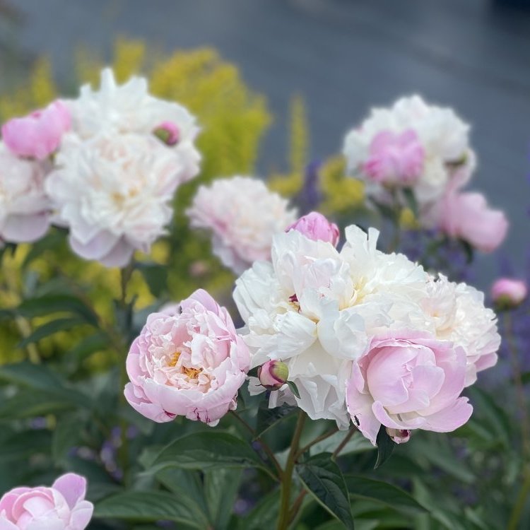 Pivónia bylinná (Paeonia) ´MME EMILE DEBATENE´ kont. C1L