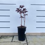 Pivónia bylinná (Paeonia) ´KARL ROSENFIELD´, kont. C2L