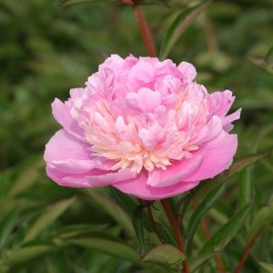 Pivónia bylinná (Paeonia) ´SORBET´, kont. C2L