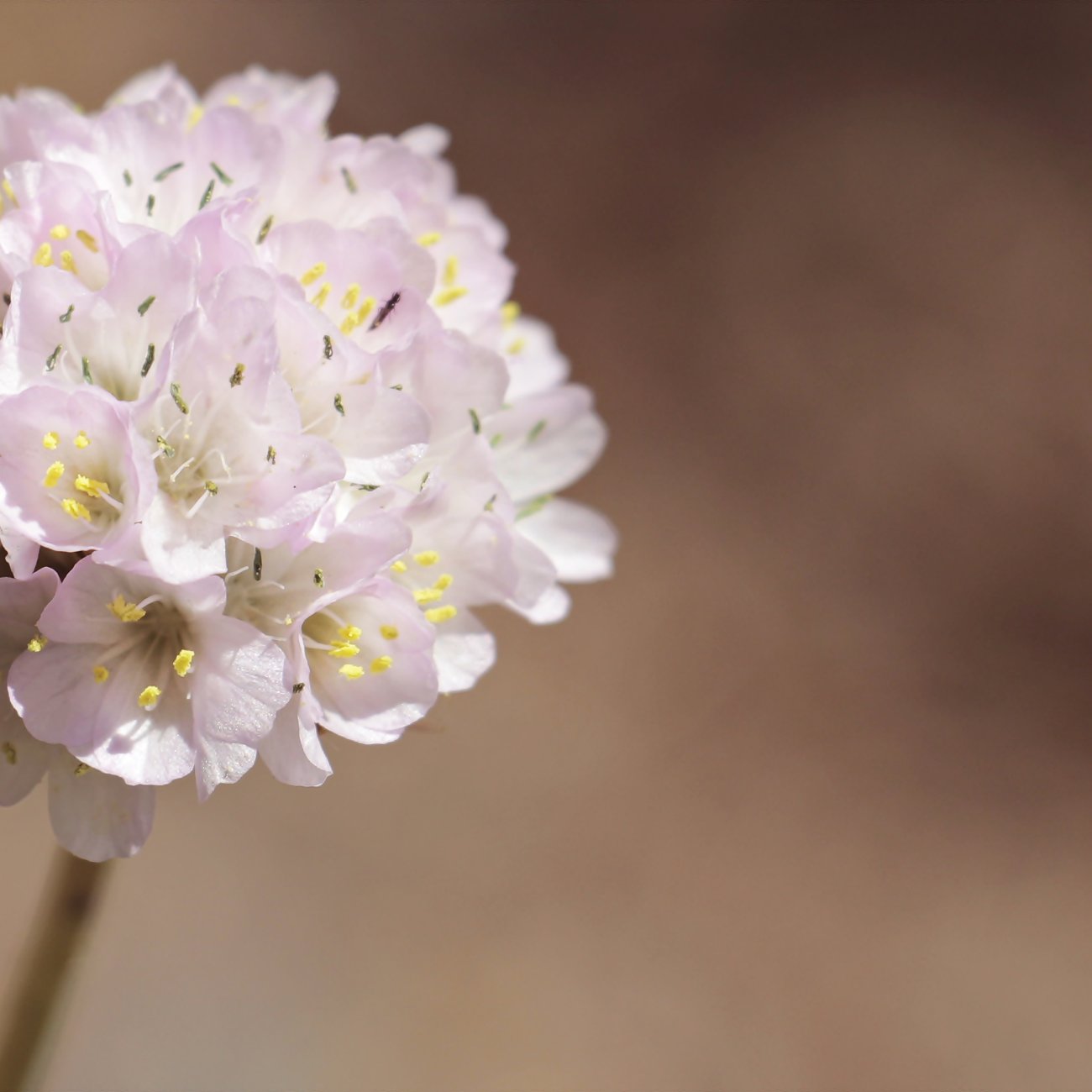 Obrázok Trávnička prímorská (Armeria maritima) 'ARMADA WHITE' – kont. P9