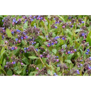 Pľúcnik škvrnitý (Pulmonaria saccharata) 'MRS. MOON' kont. C2L