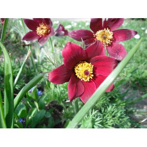 Poniklec obyčajný (Pulsatilla vulgaris) ´ROTE GLOCKE´ - kont. P9