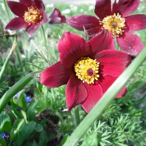 Poniklec obyčajný (Pulsatilla vulgaris) ´ROTE GLOCKE´ - kont. P9