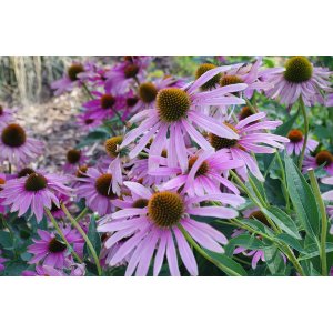 Echinacea purpurová (Echinacea purpurea) ´MAGNUS´ - výška 20-30 cm, kont. P12