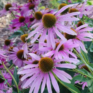 Echinacea purpurová (Echinacea purpurea) ´PRAIRIE SPLENDOR ROSE COPACT'´, kont. C1L