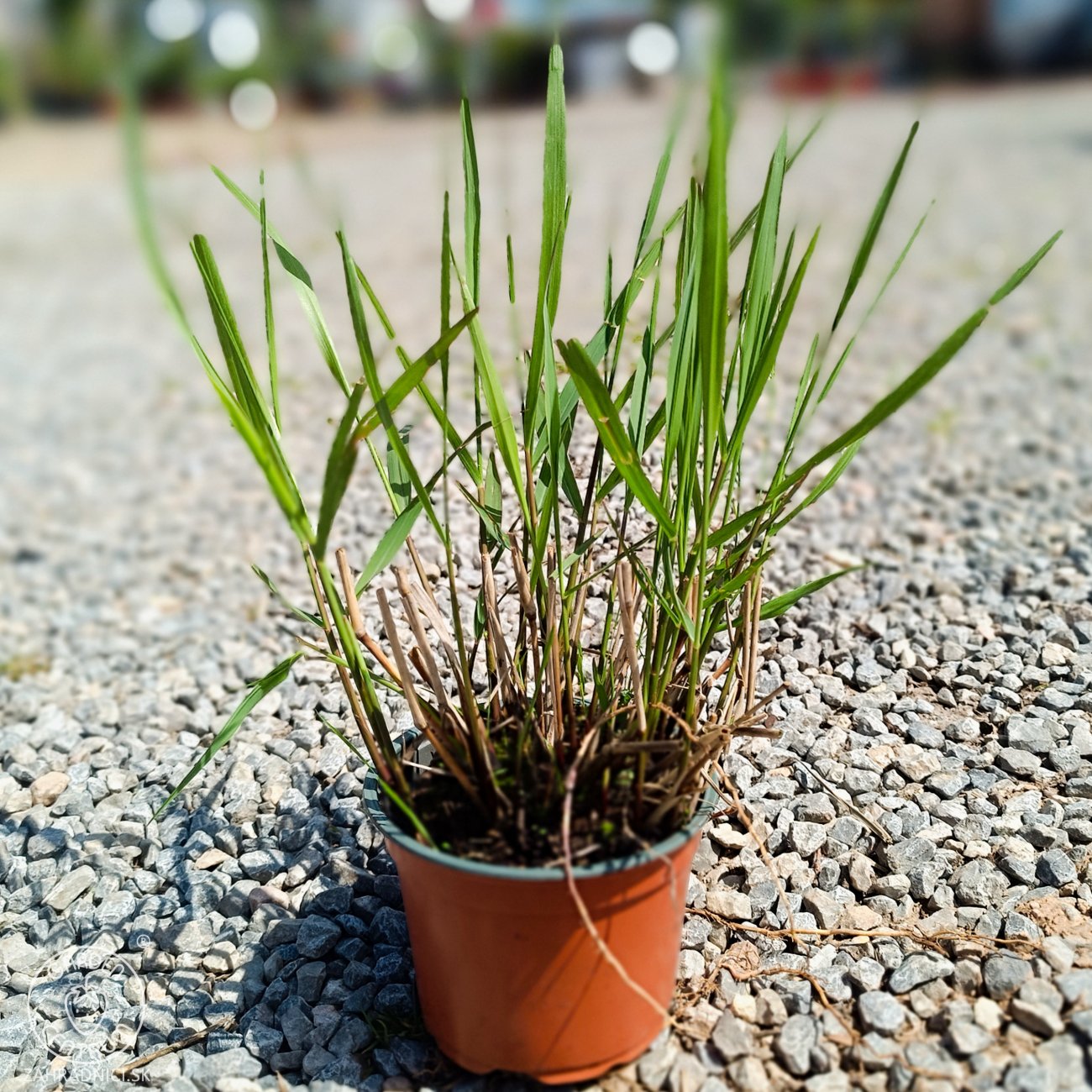Obrázok Proso prútnaté (Panicum virgatum) ‘SQUAW’ kont. C1,5L