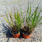 Proso prútnaté (Panicum virgatum) ‘SQUAW’ kont. C1,5L
